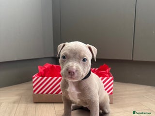 American Bully dogs 8 gorgeous American Bully pups 🐶 - Advert 1