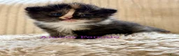 Maine Coon cats for sale: Beautiful Maine coon babies - Advert 4