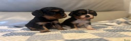 Cavalier King Charles Spaniel dogs for sale: Two beautiful kc boys  - Advert 16