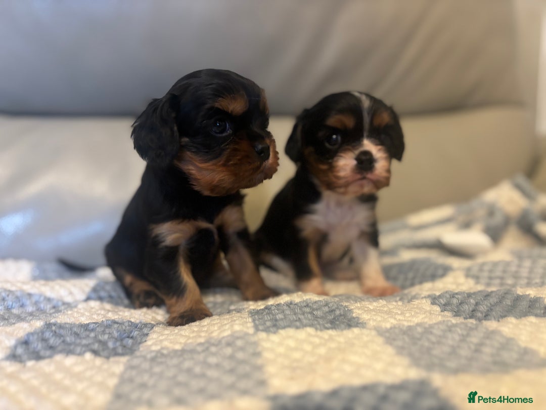 Cavalier King Charles Spaniel dogs for sale: Two beautiful kc boys  - Advert 16