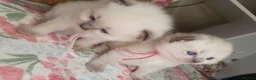 Ragdoll cats for sale: 💖 Two Gorgeous Ragdoll girls for sale 💖 - Advert 6