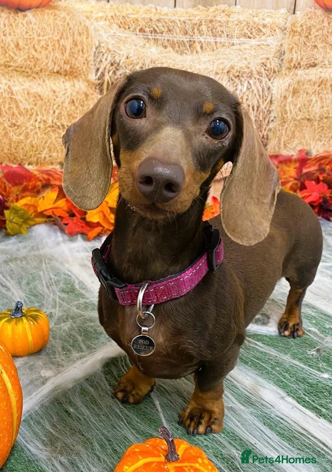 Miniature Dachshund dogs for sale: Miniature Dachshund - Advert 3