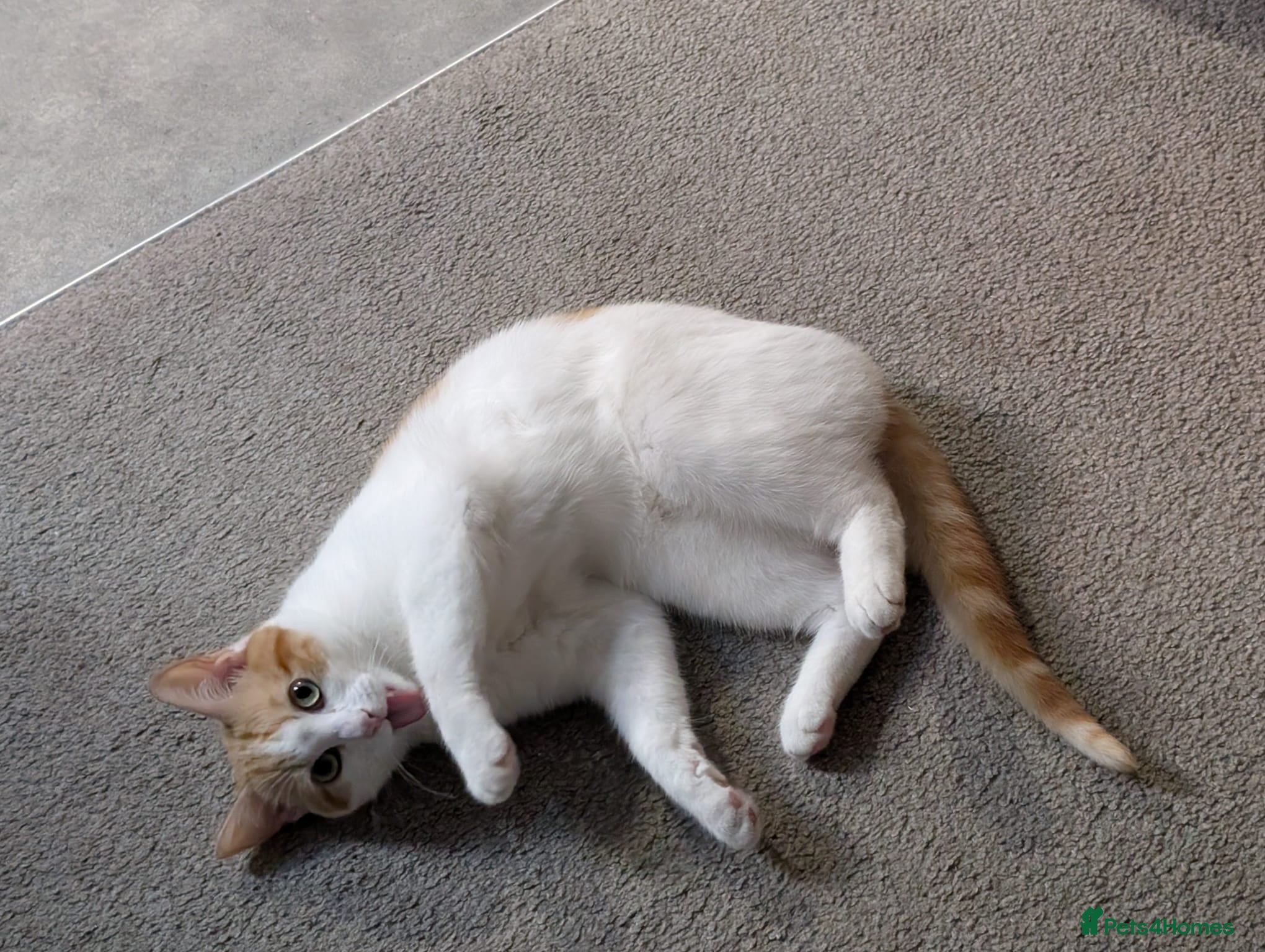 Mixed Breed cats Lando (ginger and white adult male) - Advert 2