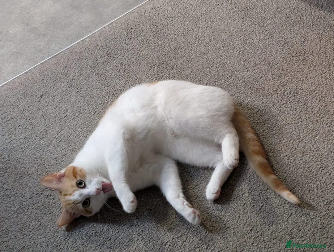 Mixed Breed cats for sale: Lando (ginger and white adult male) - Advert 1