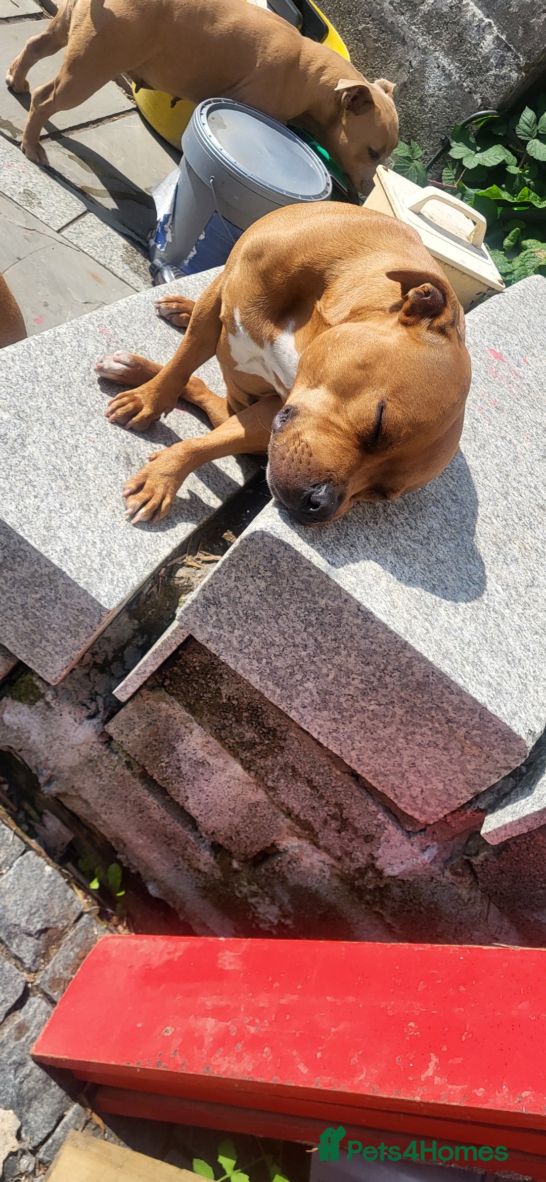 Staffordshire Bull Terrier dogs for sale: 2 red/2 red fawn puppies - Image 10