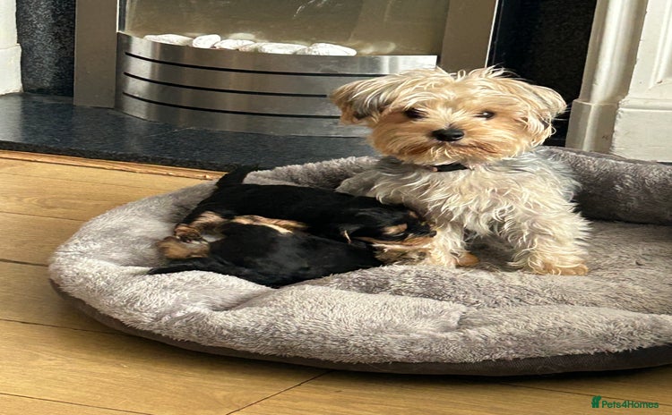 Yorkshire Terrier dogs - Advert 2