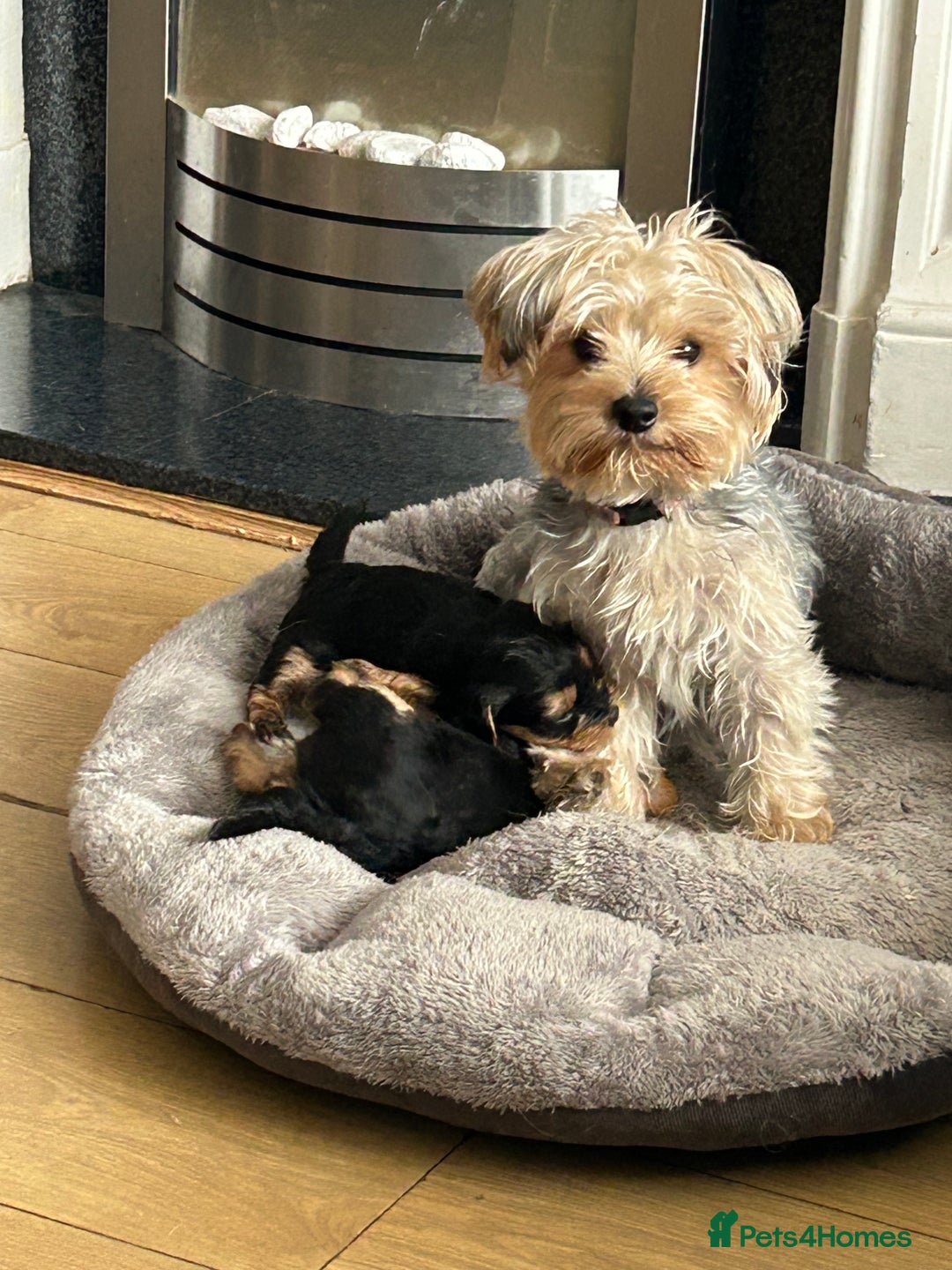 Yorkshire Terrier dogs for sale: Yorkshire terrier puppies - Image 1
