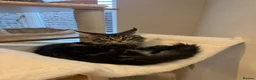 Maine Coon cats for sale: READY NOW last boy beautiful Maine Coon kittens - Advert 8