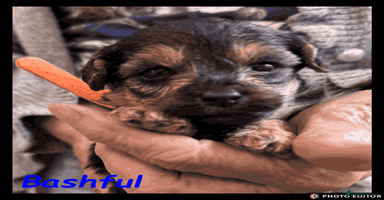 Yorkiepoo dogs - Advert 4