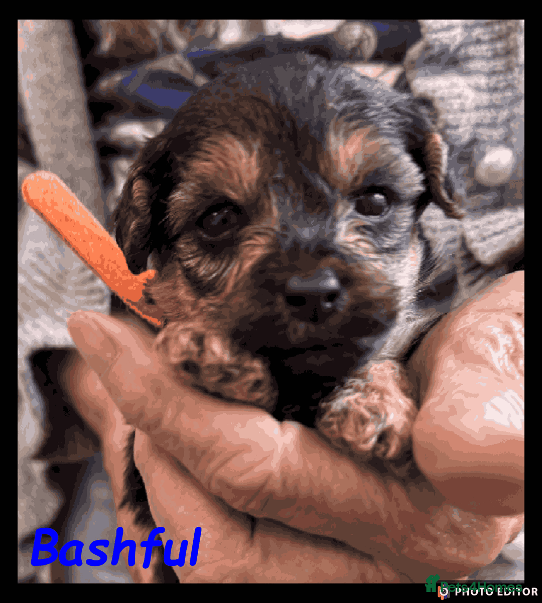 Yorkiepoo dogs for sale:  Adorable YorkiePoo Pups Looking for Loving Homes  - Image 2