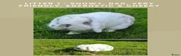 Mini Lop rabbits for sale: Gorgeous Mini Lop Baby Bunnies  in Dunstable - Advert 7