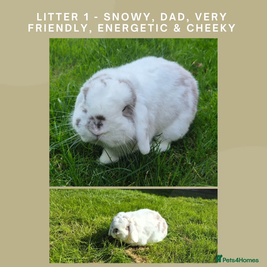 Mini Lop rabbits for sale: Gorgeous Mini Lop Baby Bunnies  in Dunstable - Advert 7
