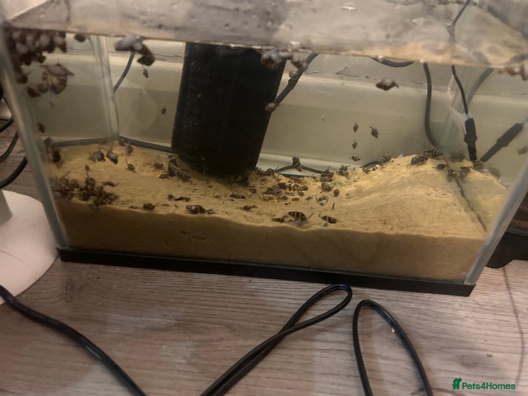 Snails fish for sale: Assassin snails  - Advert 2