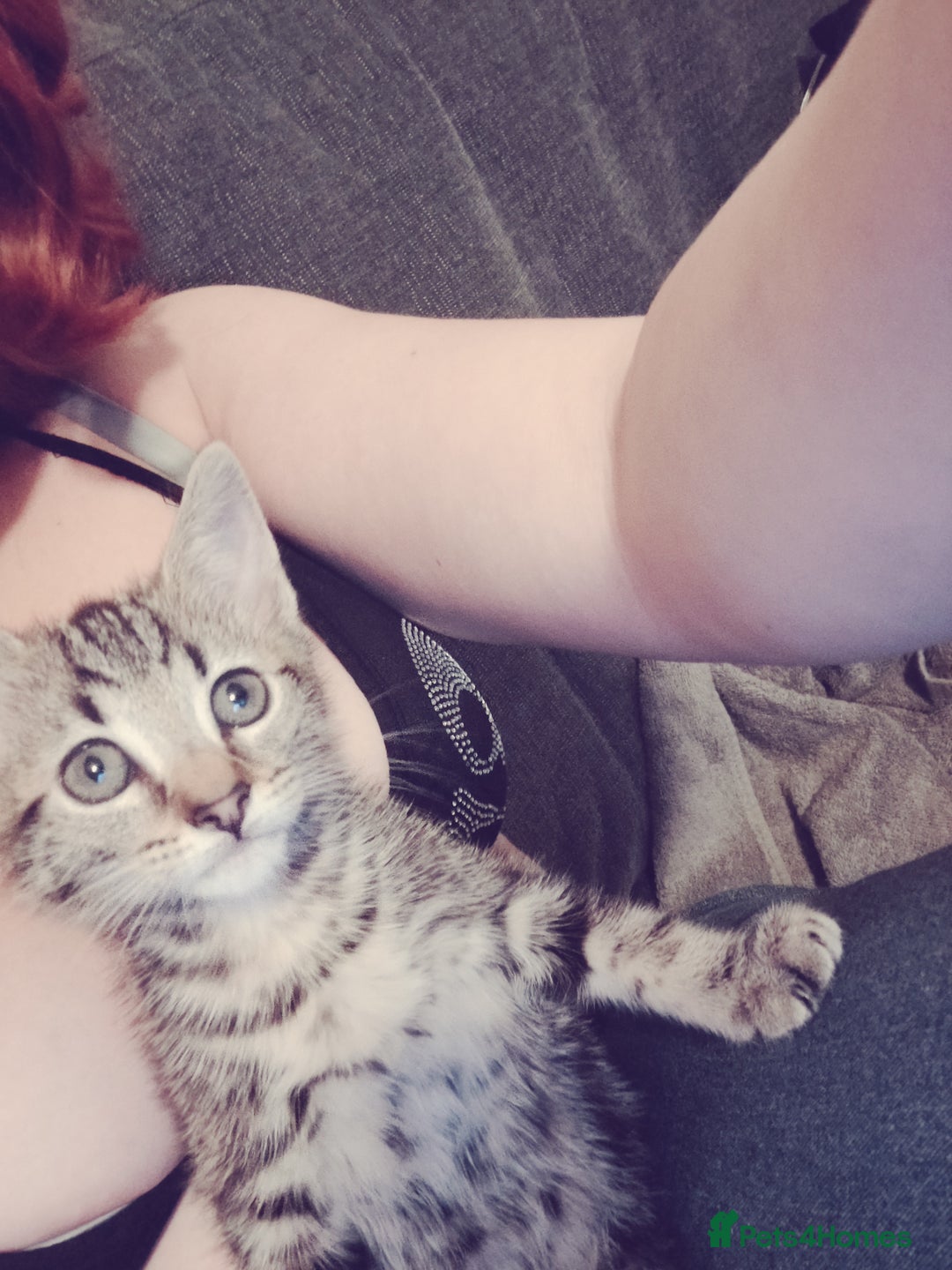 Mixed Breed cats for sale: 2 kittens for sale  - Image 5
