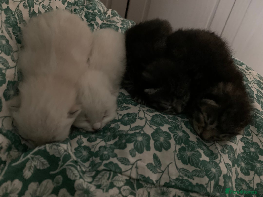 Siamese cats for sale: 🐾✨ White Siamese Maggir Became a Mum! ✨🐾 - Advert 33