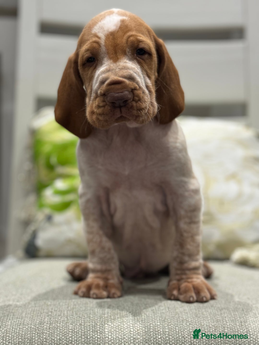 Bracco Italiano dogs for sale: KC TOP QUALITY BRACCO PUP AVAILABLE  - Advert 29