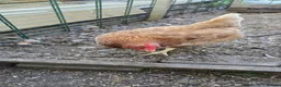 Mixed Breed poultry for sale: Point Of Lay Hens - Advert 3