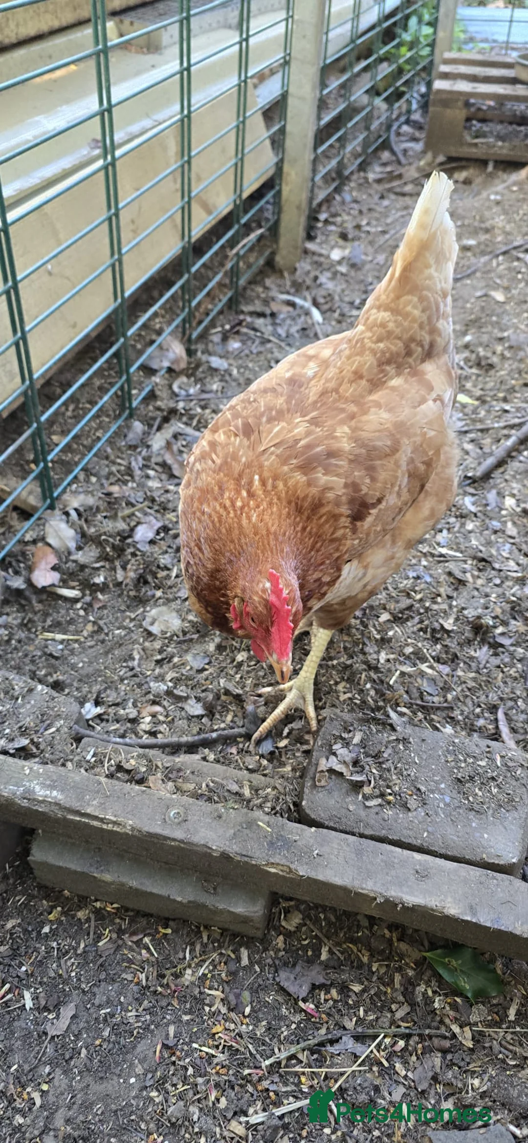 Mixed Breed poultry for sale: Point Of Lay Hens - Advert 3