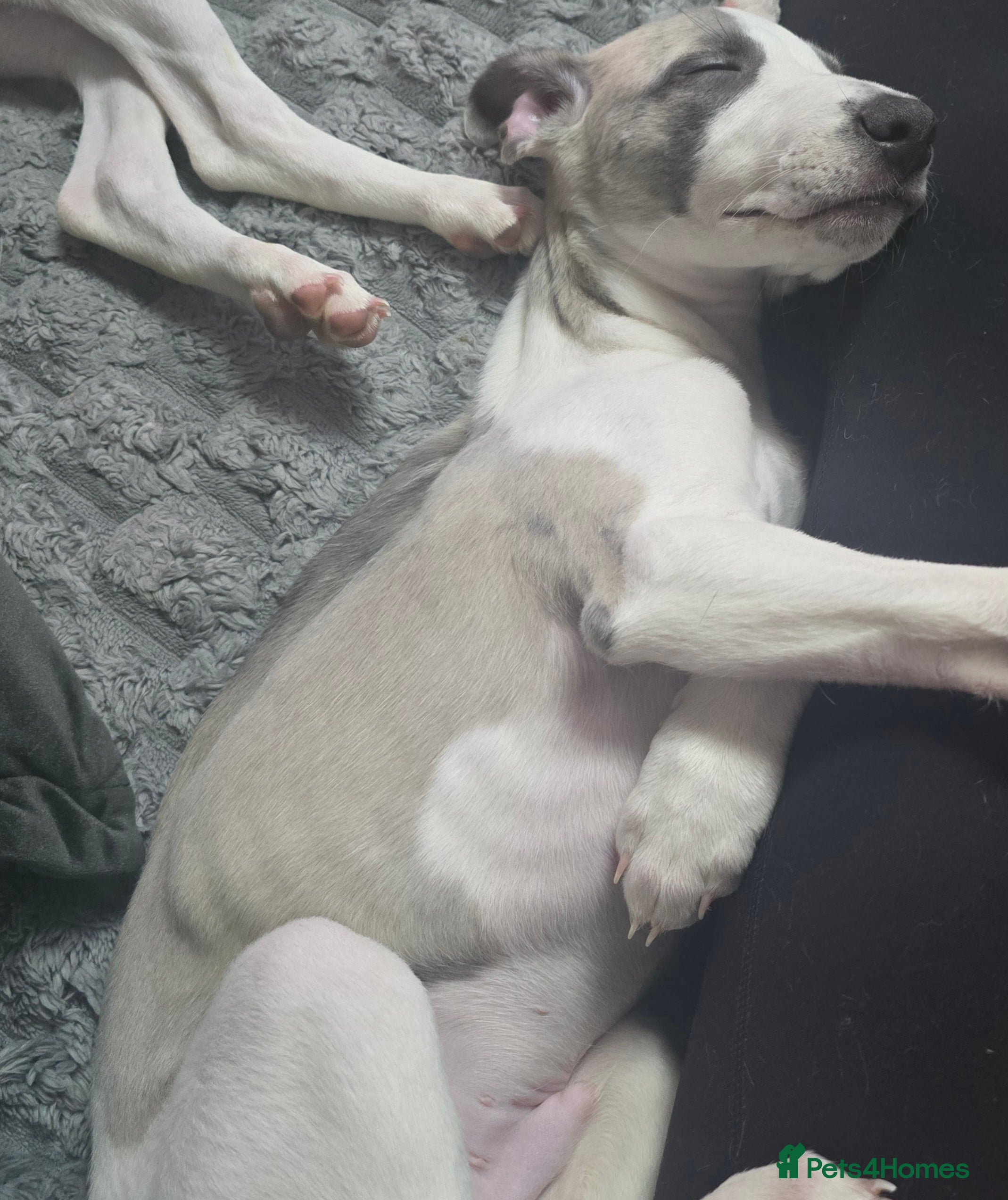 Whippet dogs The last 2 precious! Kc boys wippets 🐶    - Advert 2