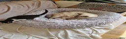 Mixed Breed cats for sale: Mix ragdoll kitten  - Advert 7
