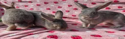 Mixed Breed rabbits for sale: 4 very tame Blue fawn plush mini lop rabbit - Advert 32