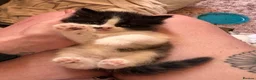 Mixed Breed cats for sale: 4 mainecoon x BSH kittens.  - Advert 13