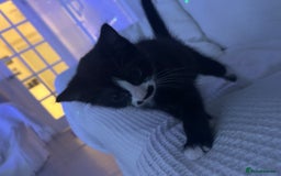Mixed Breed cats for sale: 3 ragdoll mix kittens  - Image 25