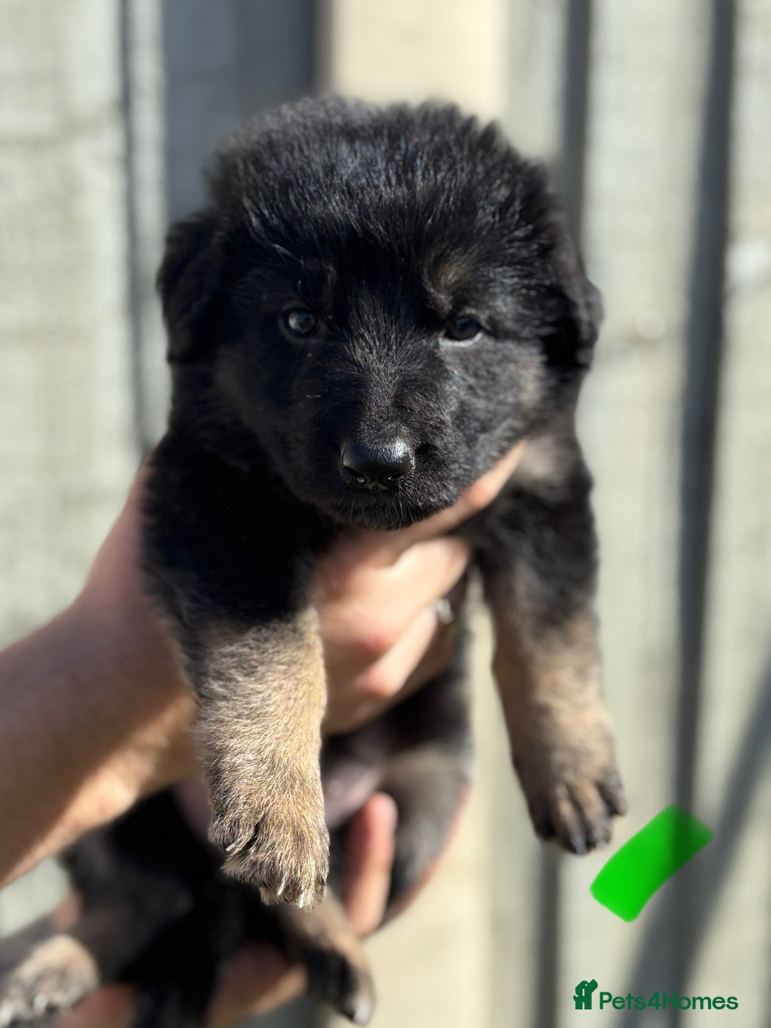 German Shepherd dogs for sale: German shepherd pups  - Image 16