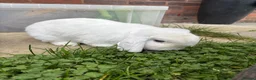 Mixed Breed rabbits for sale: Lovely Rabbit Pair with Hutch & Omlet Run Included in Preston - Advert 1
