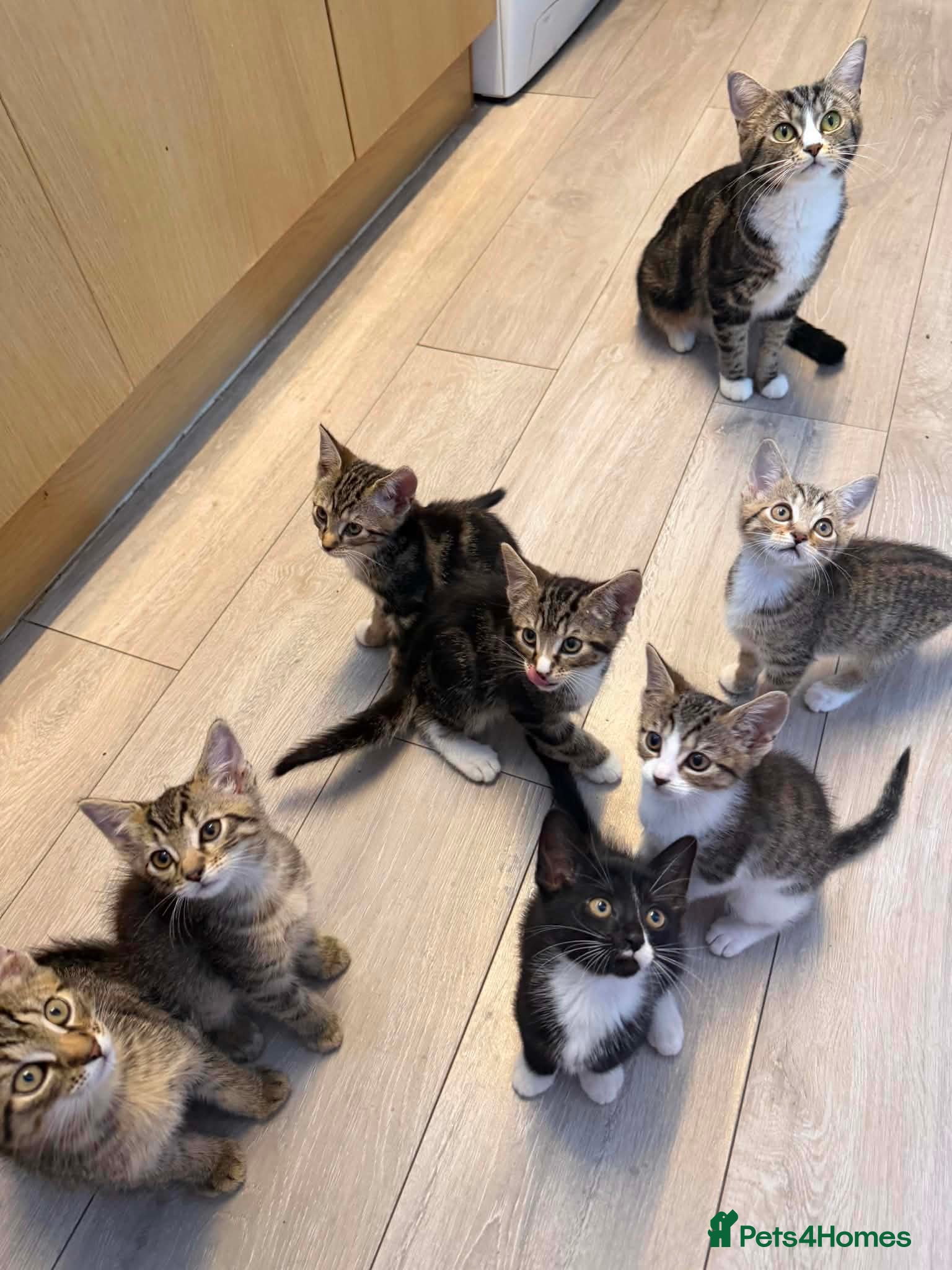 Mixed Breed cats Kittens  - Advert 5