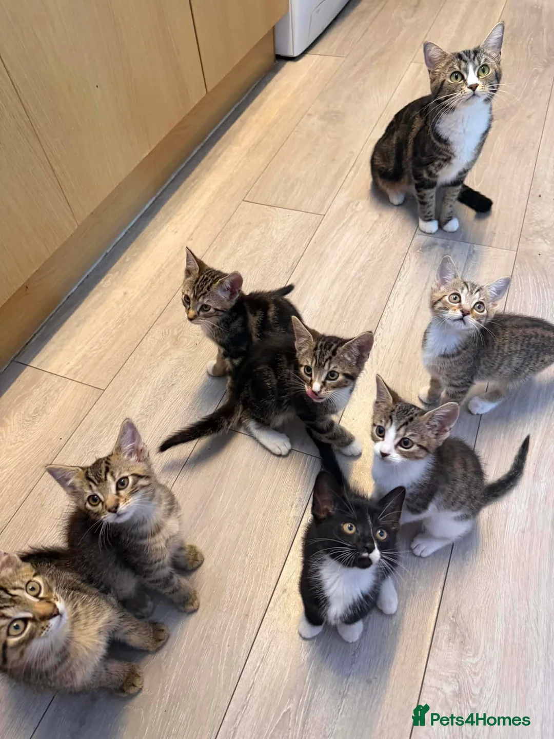 Mixed Breed cats for sale: Kittens  in Grantham - Advert 1
