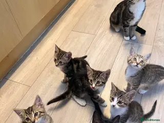 Mixed Breed cats Kittens bengals - Advert 4