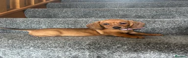 Miniature Dachshund Puppy 4