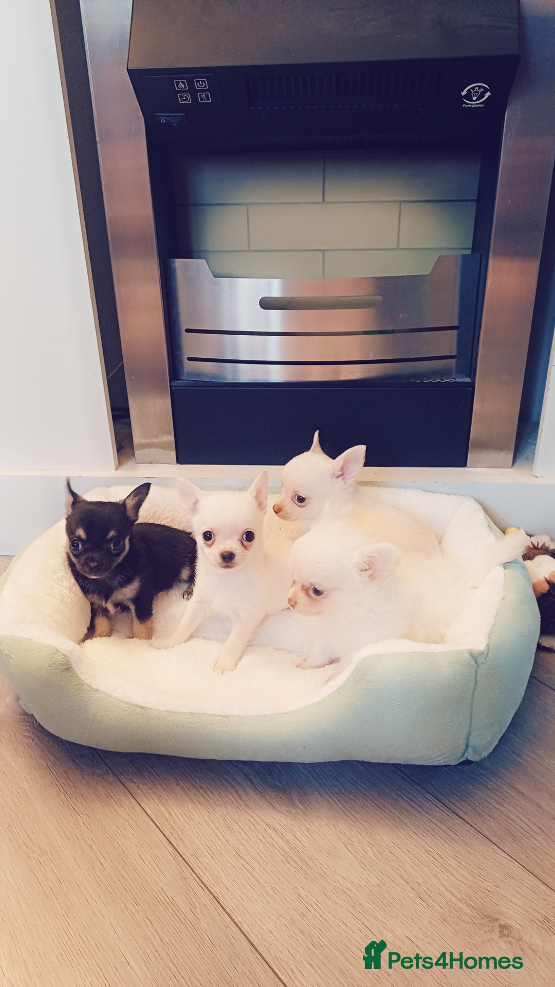 Chihuahua dogs for sale: Pedigree chihuahua puppies for sale - Advert 6