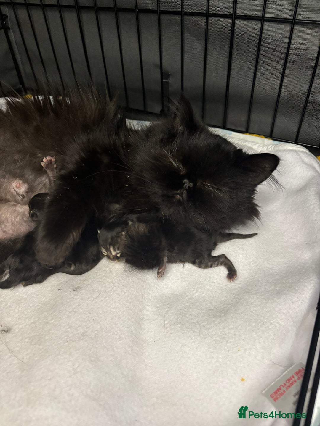 Persian cats for sale: Silver black tabby Persian mix kittens  - Image 24