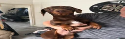 Mixed Breed dogs for sale: Mini French Dachshund Puppies 🐶❤️ - Advert 3