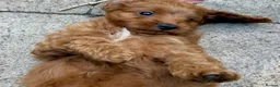 Cavapoo dogs for sale: A Bundle of Cuddles and Happiness-Cavapoo Puppies in Leeds - Advert 6