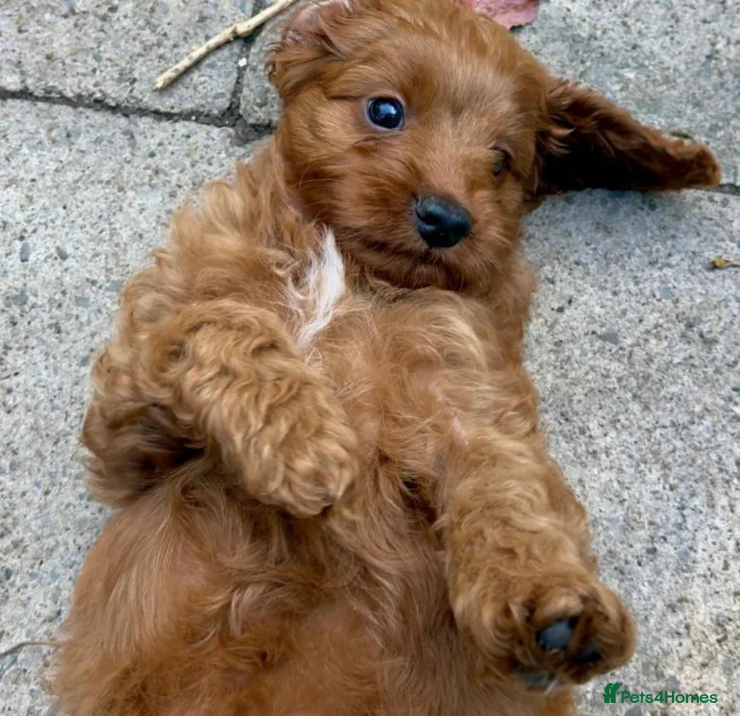 Cavapoo dogs for sale: A Bundle of Cuddles and Happiness-Cavapoo Puppies in Leeds - Advert 6