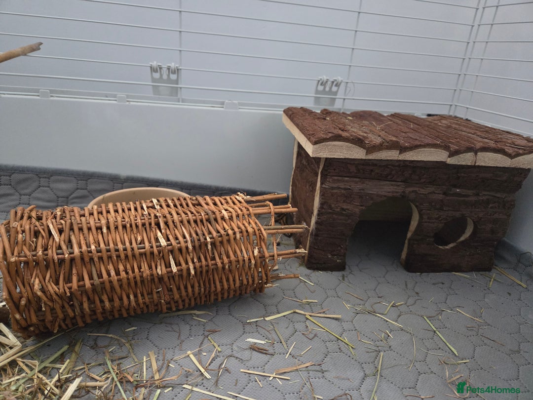 Guinea Pig rodents for sale: Two female guienea pigs 5 months  - Advert 7