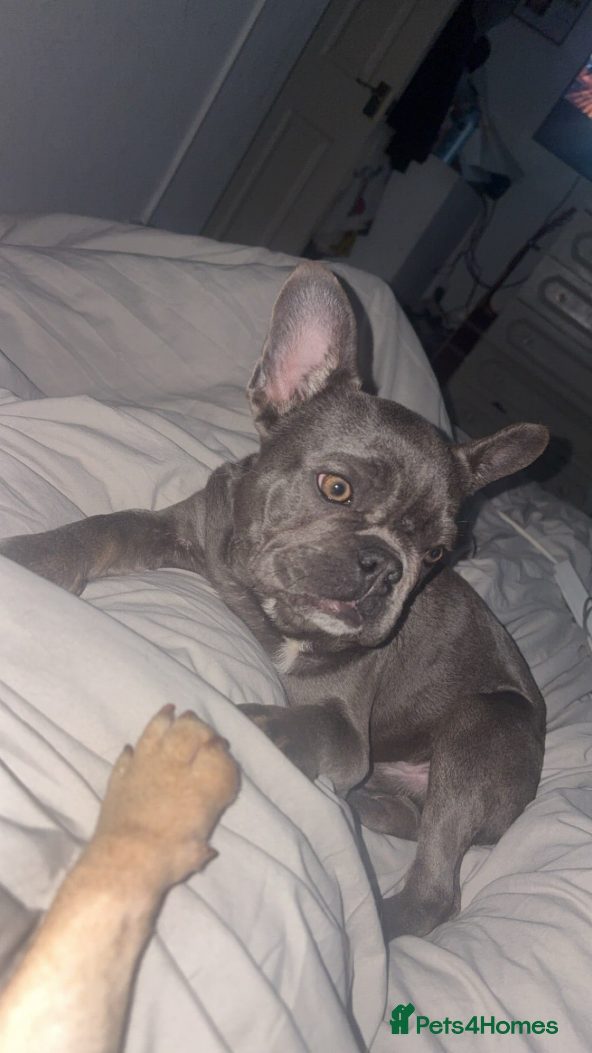 French Bulldog dogs male french bull dog - Advert 1