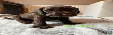 Cocker Spaniel 2