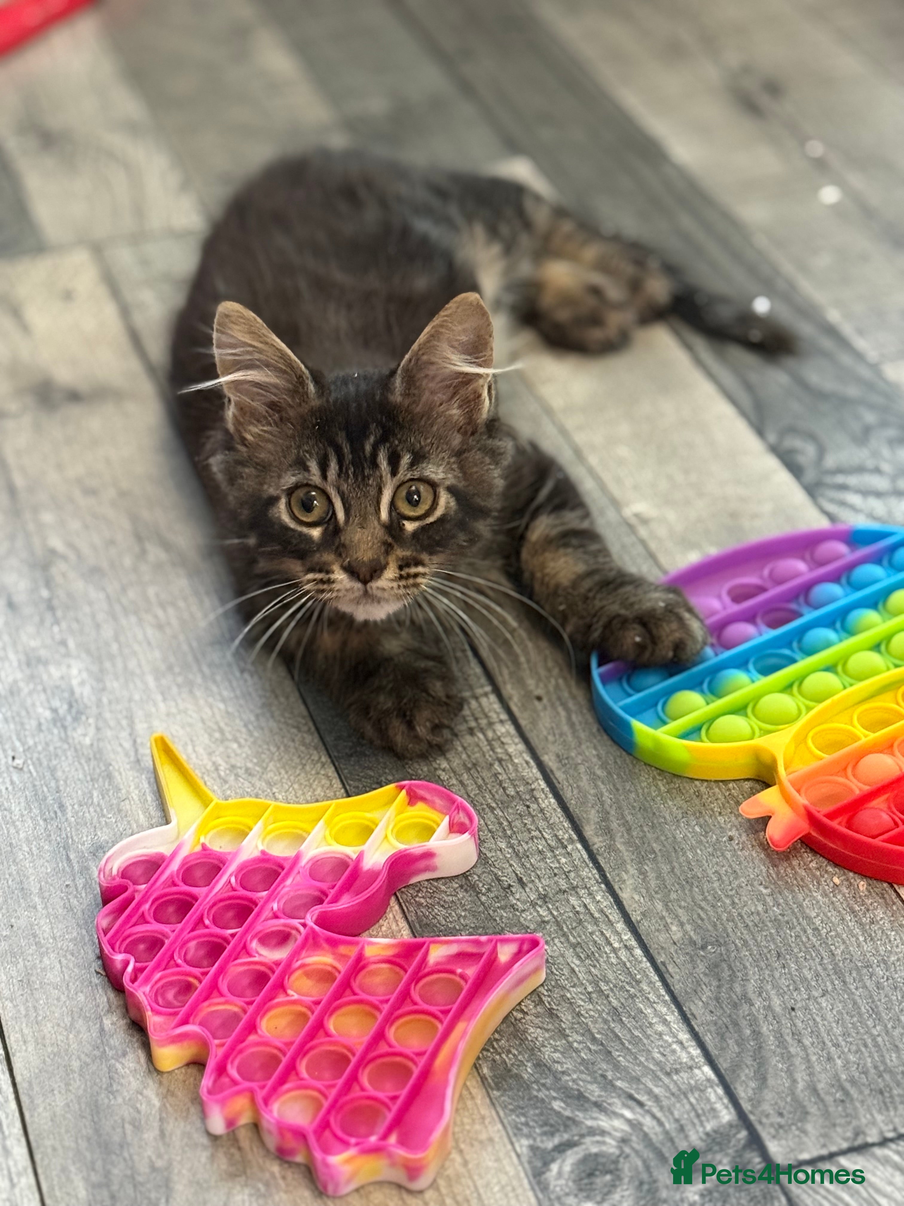 Maine Coon cats Three lovely Maine Coon babies - Advert 4