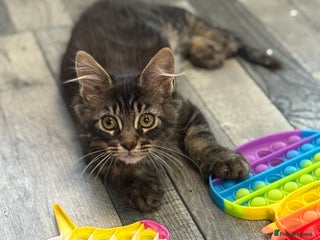 Maine Coon cats Three lovely Maine Coon babies - Advert 4