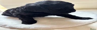 Black female Cockapoo 1