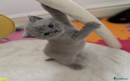 British Shorthair cats for sale: 🍩chocolate , lilac, blue , black GCCF , ready Jan - Advert 7