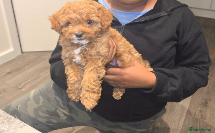 Cavapoo dogs - Advert 1