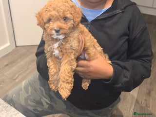 Cavapoo dogs - Advert 1