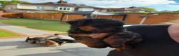 Patterdale Terrier dogs for sale: Pattadale terrier pups in Liverpool - Advert 19