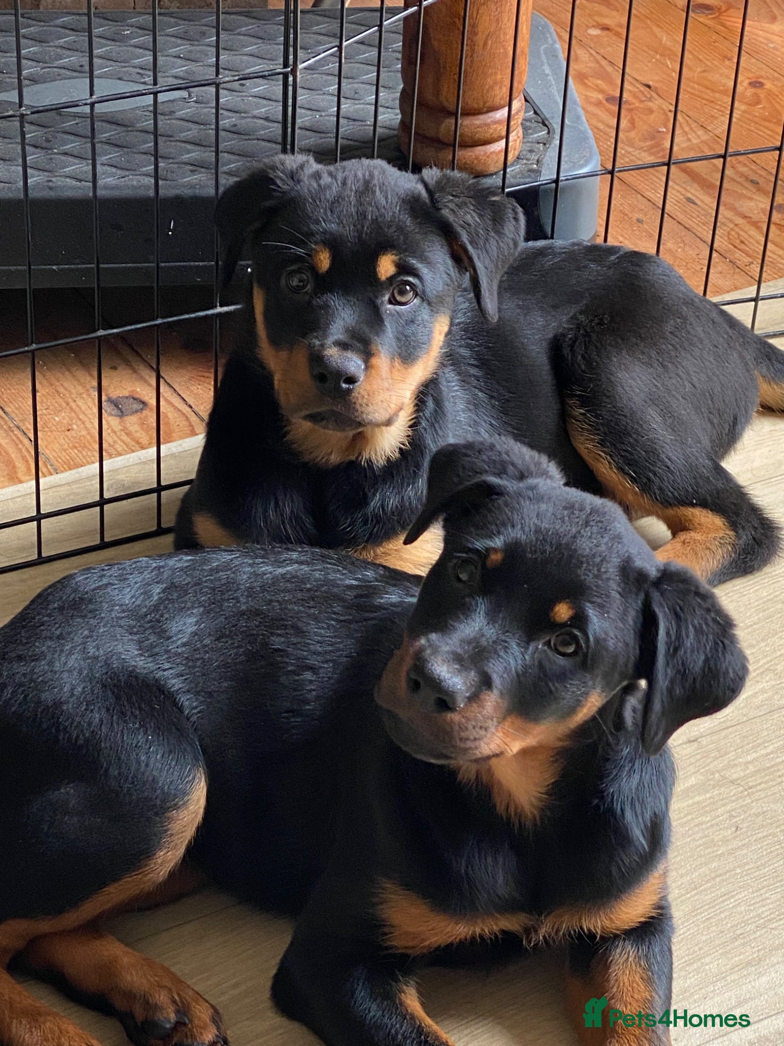 Rottweiler dogs Rotti pups - last 2 from litter of 10  - Advert 1