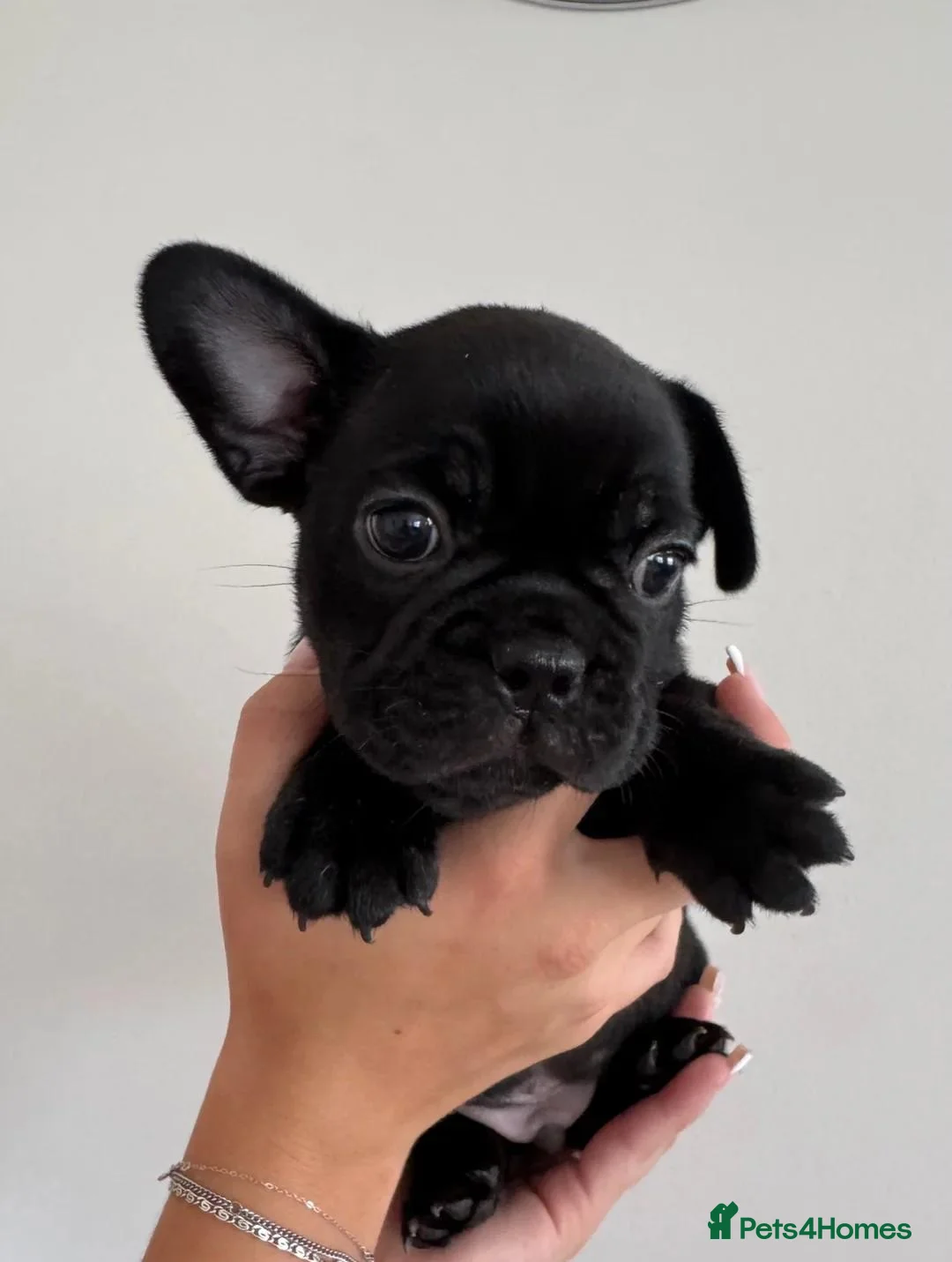 French Bulldog dogs for sale: Beautiful French Bulldog Puppies – 1 Boy, 2 Girls in Manchester - Advert 2